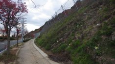 主要地方道広島空港本郷線道路災害防除工事(法面補修)